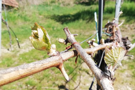 Weingarten-Frühling-Austrieb.jpg